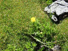 Ranunculus peduncularis