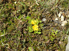 Ranunculus peduncularis