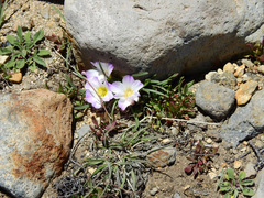 Calandrinia affinis