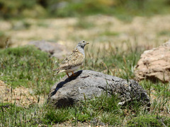 Thinocorus orbignyianus