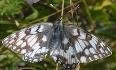 Melanargia russiae