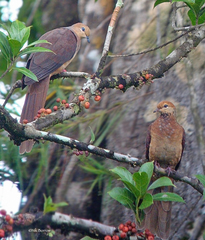 Macropygia amboinensis