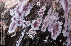 Phanerodontia chrysosporium