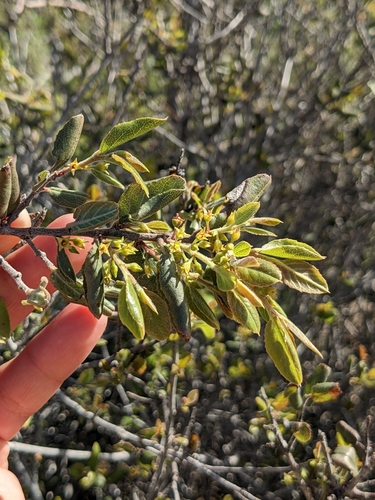 Image of Rhamnus pilosa by (c) sdash, some rights reserved (CC BY)