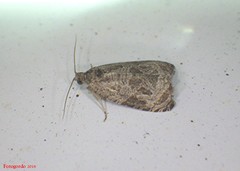 Olethreutes tilianum