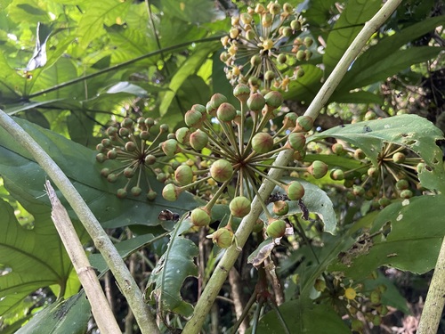 Trevesia valida