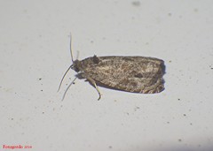 Olethreutes tilianum