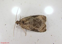 Olethreutes tilianum