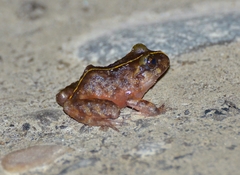 Eupsophus emiliopugini