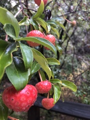 Cornus capitata