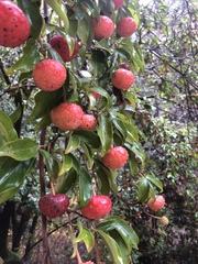 Cornus capitata