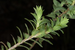 Pimelea acra