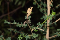 Adenocarpus telonensis