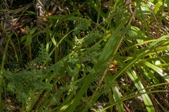 Pimelea acra