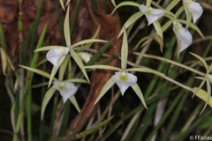 Brassavola tuberculata
