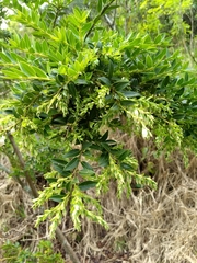 Vaccinium meridionale