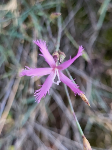Image of Dianthus orientalis by (c) Jacek Pietruszewski, some rights reserved (CC BY)