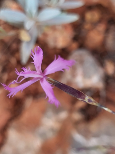 Image of Dianthus orientalis by (c) Jacek Pietruszewski, some rights reserved (CC BY)