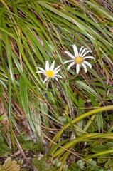 Celmisia graminifolia