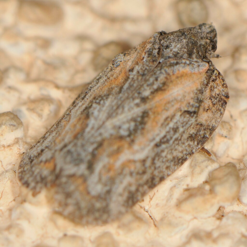 Metcracis fusca