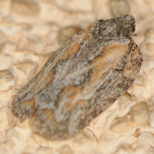 Metcracis fusca