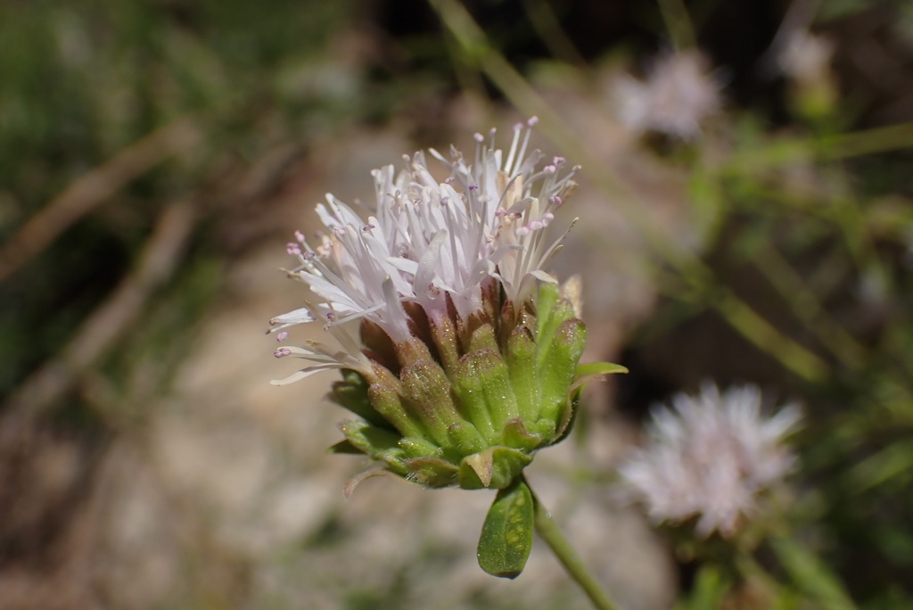 Jennifer's monardella
