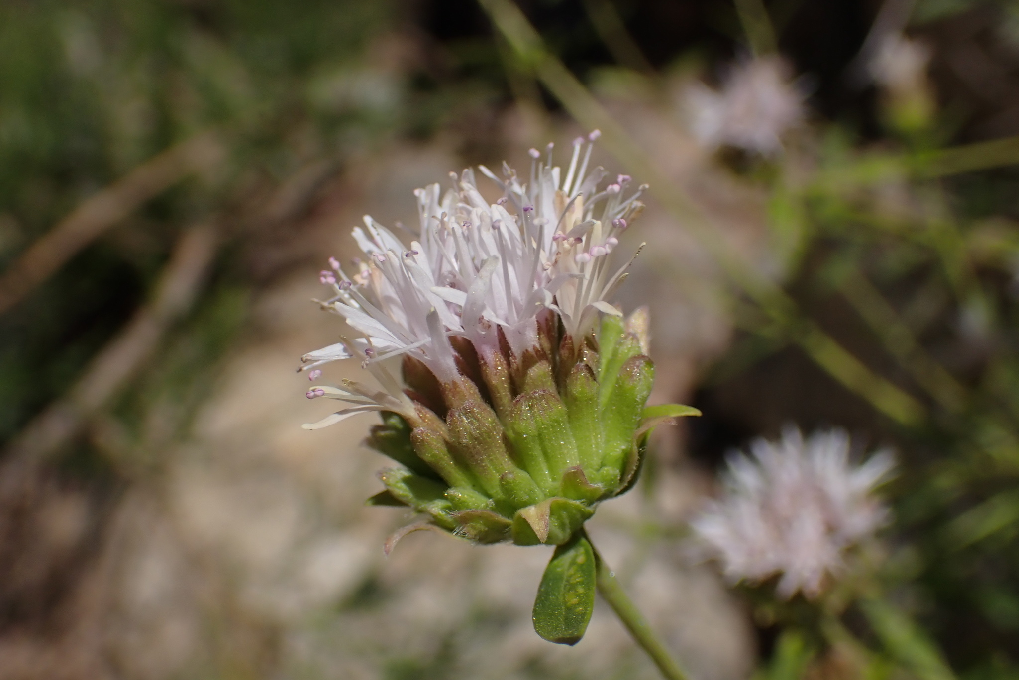 Monardella stoneana