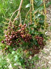 Vaccinium meridionale