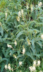 Astragalus nuttallii nuttallii