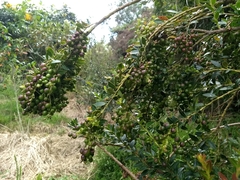 Vaccinium meridionale