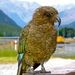 Kea - Photo (c) Emily, some rights reserved (CC BY-NC)
