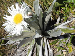 Celmisia semicordata