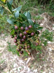 Vaccinium meridionale