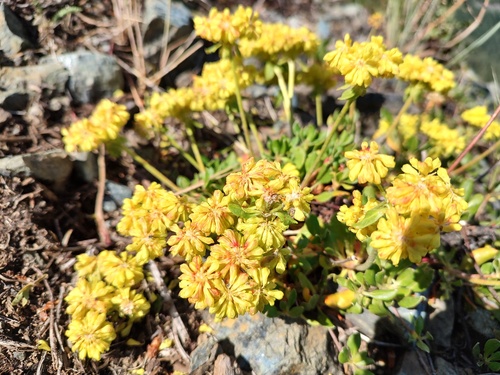 sulphur-flower buckwheat (Eriogonum umbellatum)