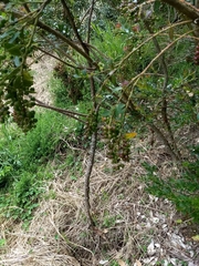 Vaccinium meridionale