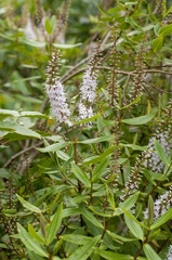 Veronica ligustrifolia