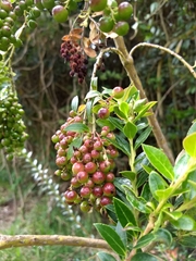 Vaccinium meridionale
