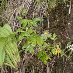 Scandia rosifolia