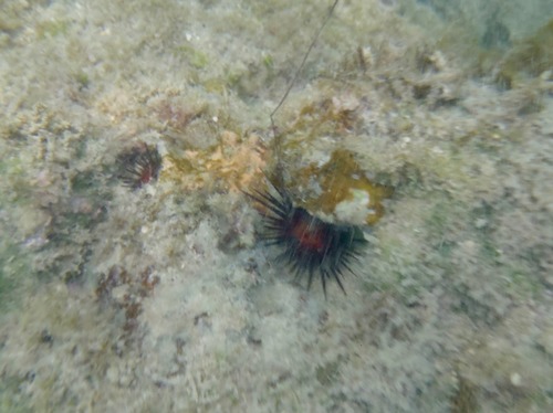 Echinometra lucunter