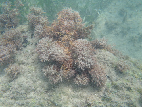 Representative image of Adeonellopsis