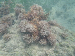 Adeonellopsis subsulcata