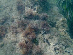 Adeonellopsis subsulcata