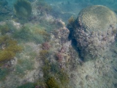 Adeonellopsis subsulcata