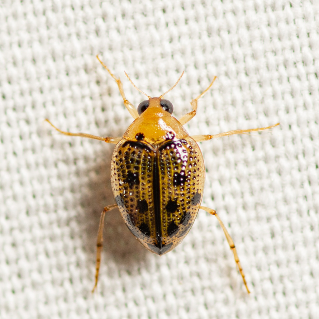 Peltodytes litoralis