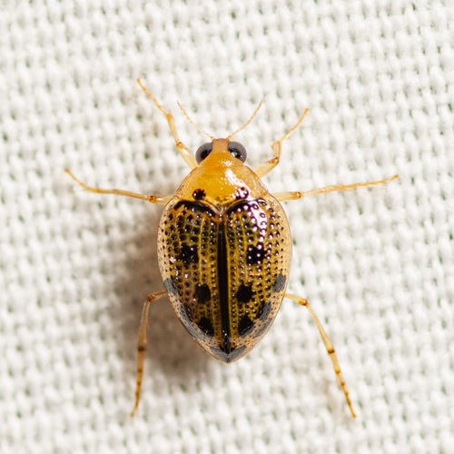 Peltodytes litoralis