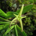 Maxillaria calcarata - Photo (c) Jack Bindernagel, some rights reserved (CC BY), uploaded by Jack Bindernagel