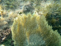 Gorgonia