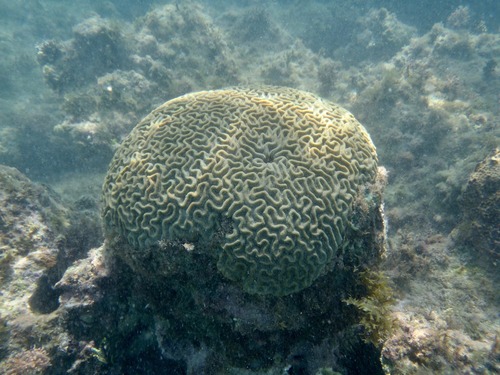 Colpophyllia natans