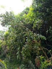 Vaccinium meridionale