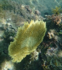 Gorgonia